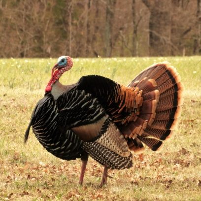 Turkey on Thanksgiving