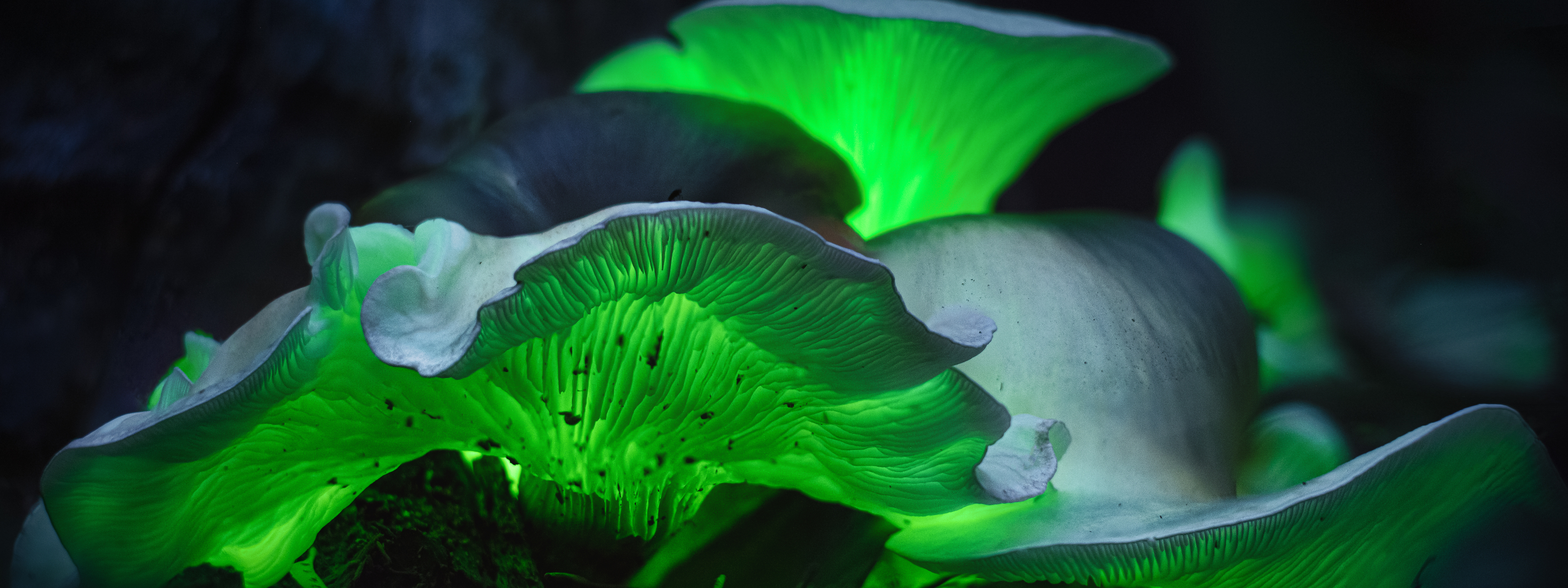 Bioluminescent green mushroom.