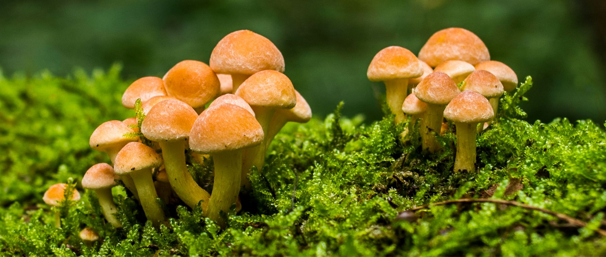 Fungi